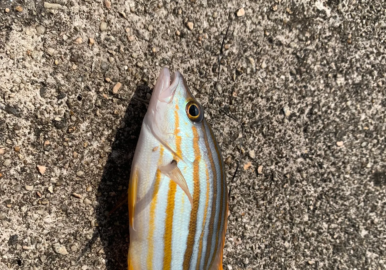 Spanish flag snapper