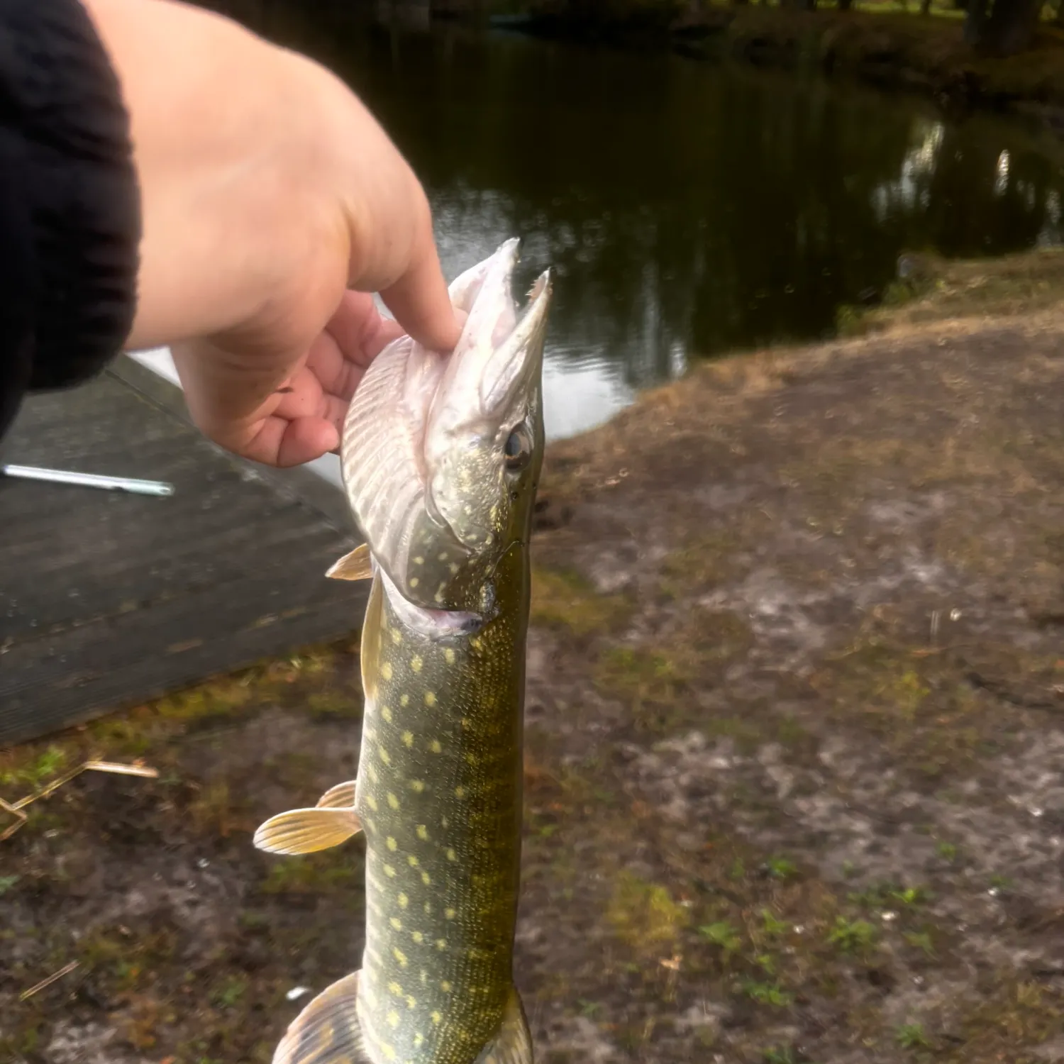 Northern pike caught on Fishbrain
