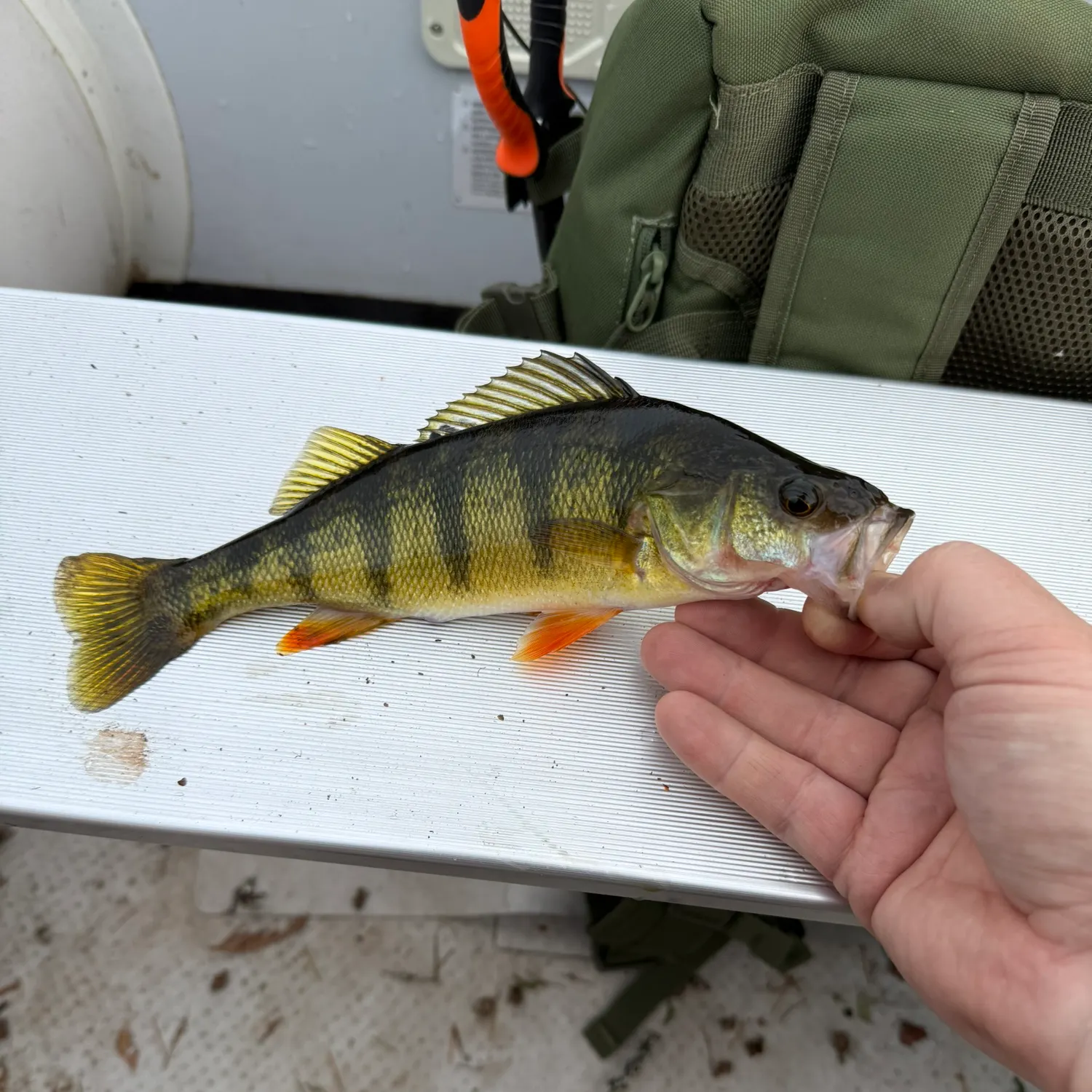 catch