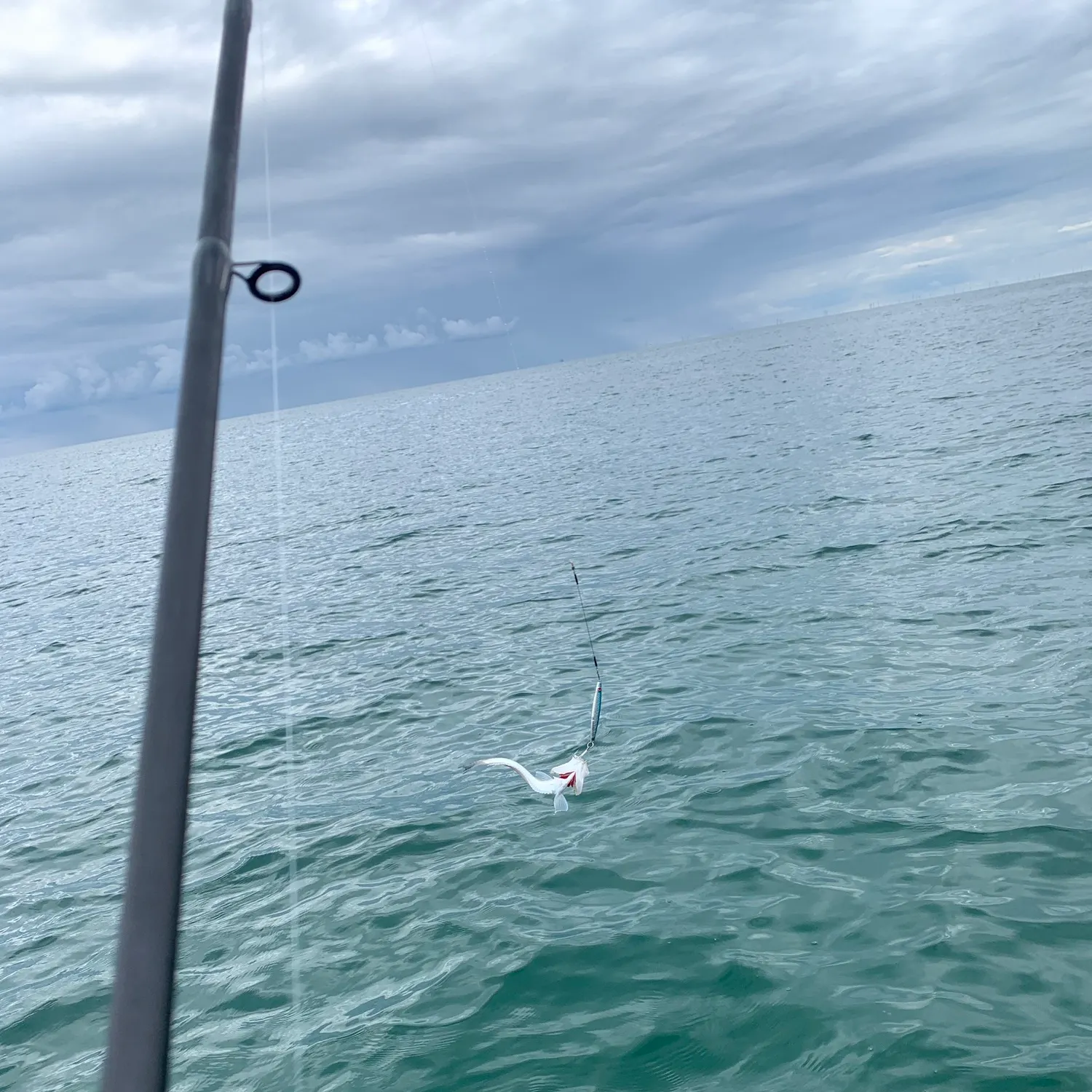 The most recent Greater weever catches on Fishbrain