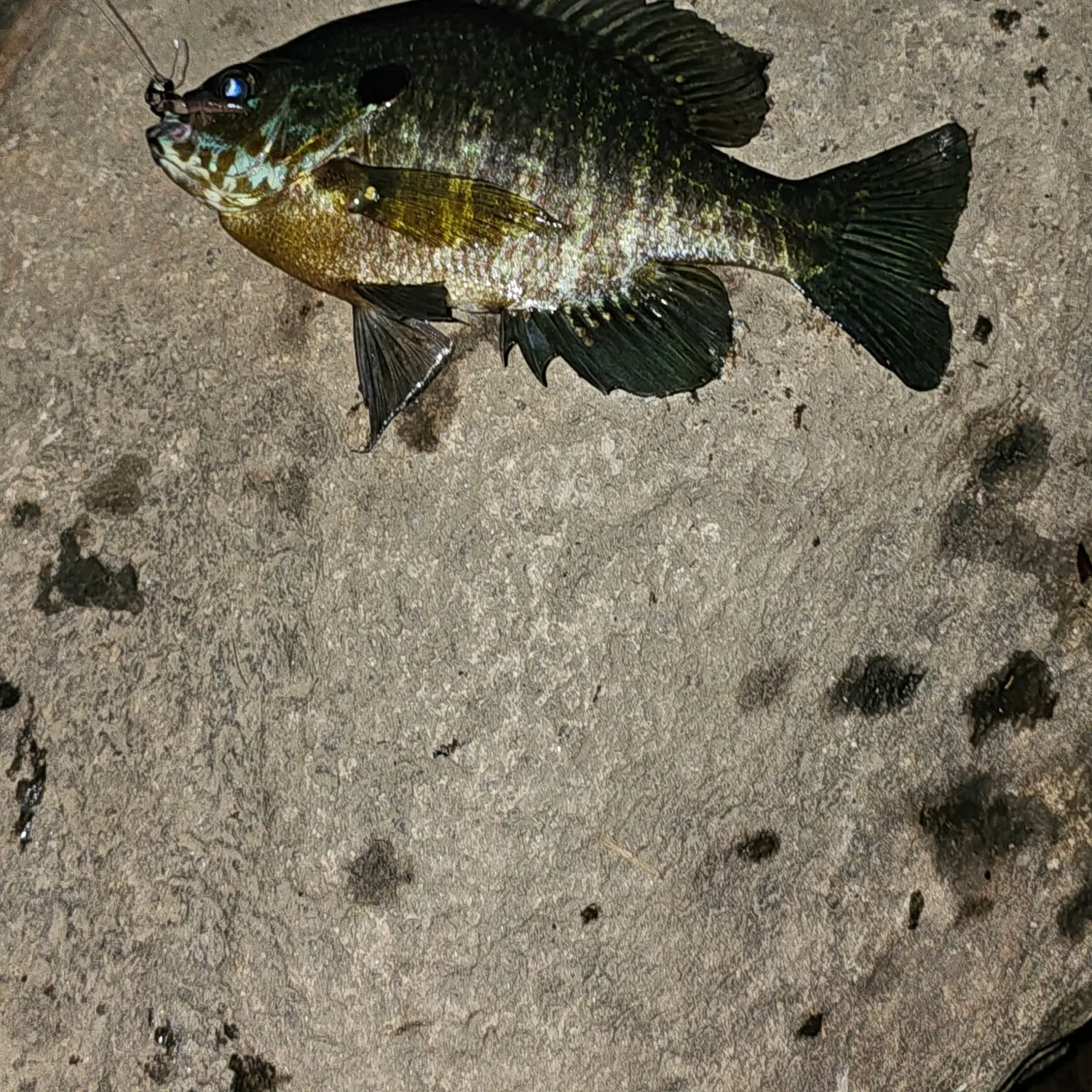 Pumpkingill hybrid caught on Fishbrain