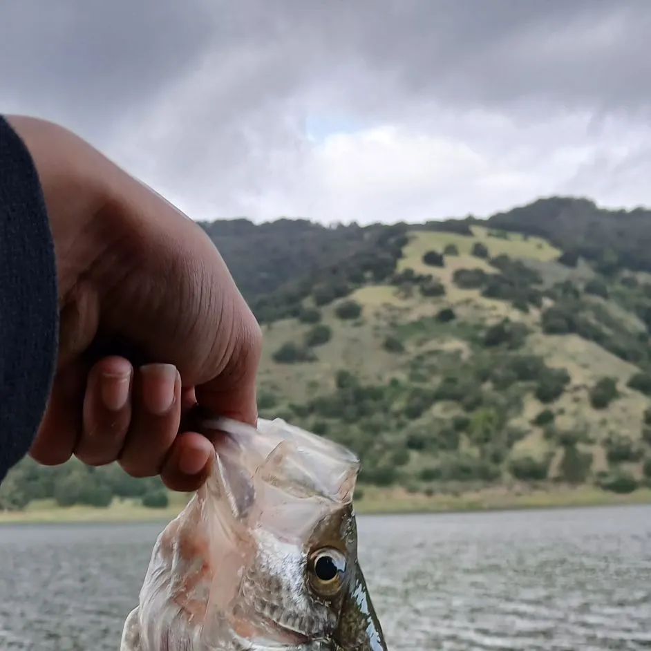 Black crappie caught on Fishbrain