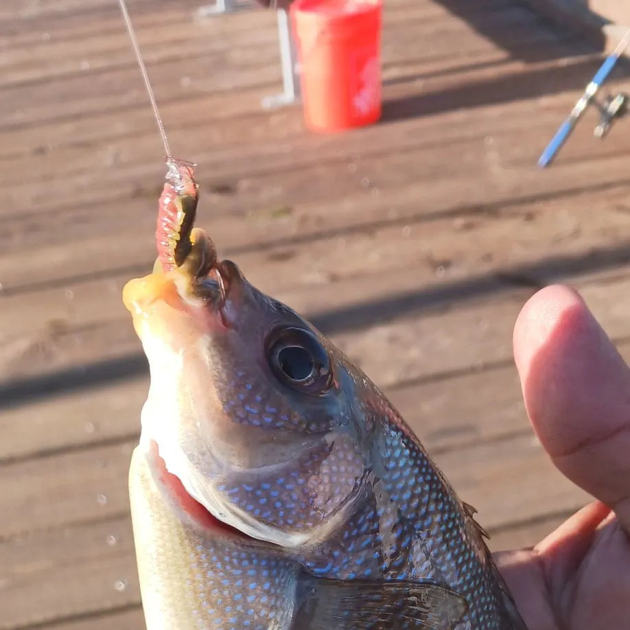 Barred surfperch caught on Fishbrain