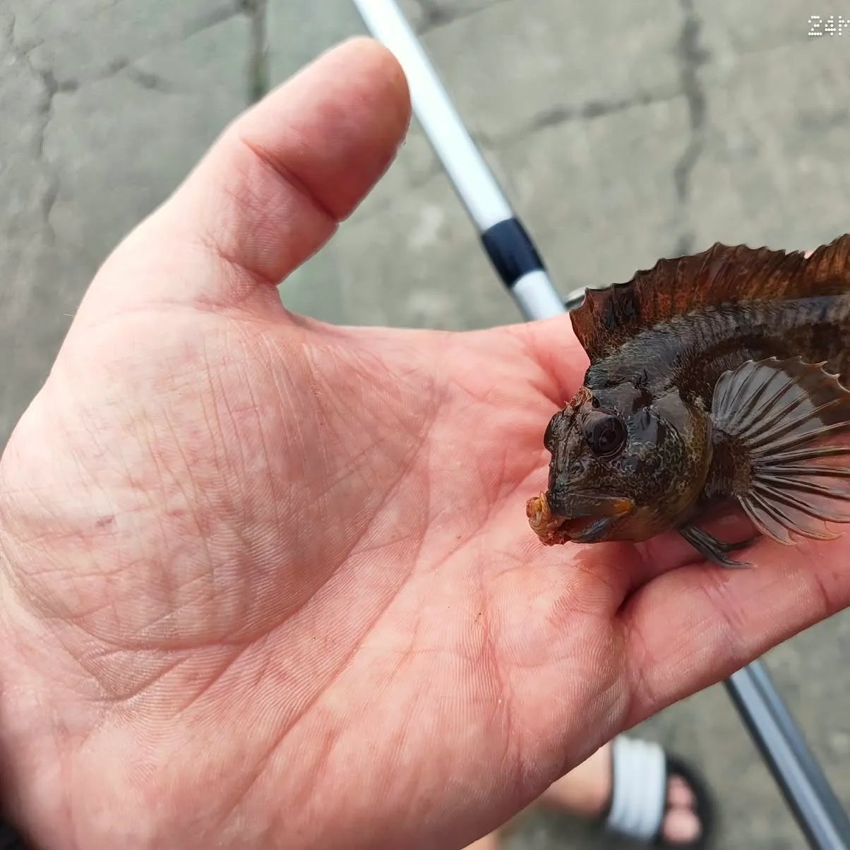 The most recent Tompot blenny catches on Fishbrain