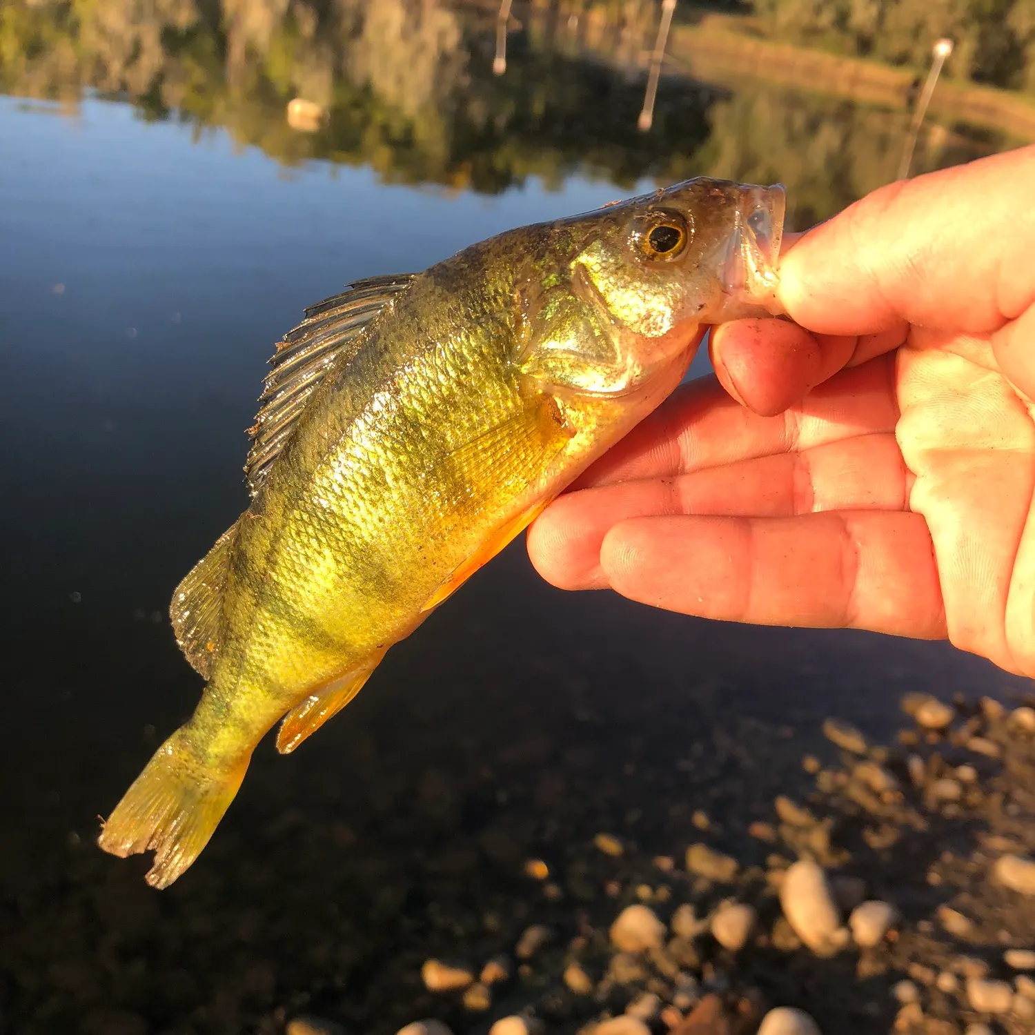 Yellow perch caught on Fishbrain
