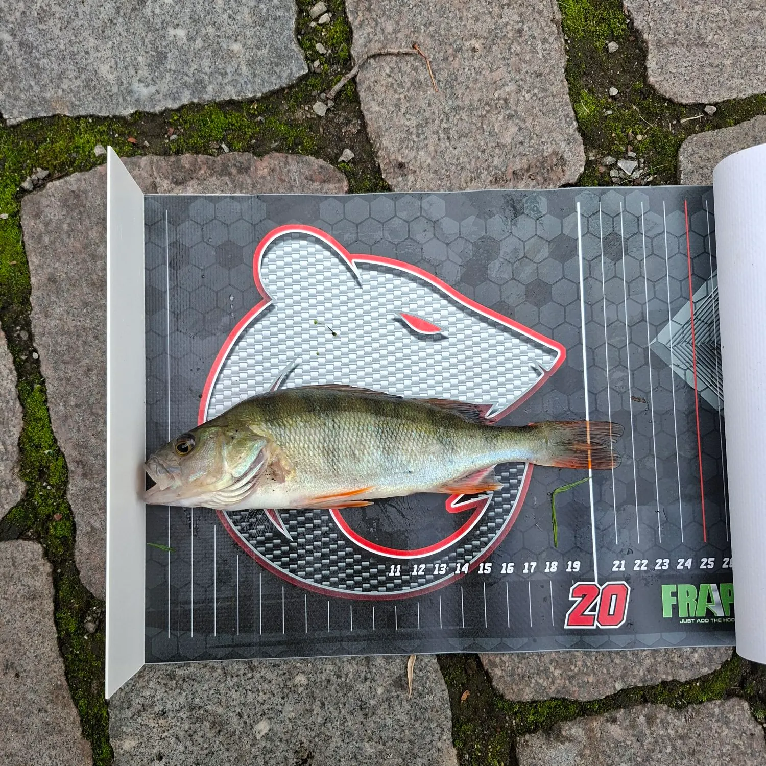 European perch caught on Fishbrain