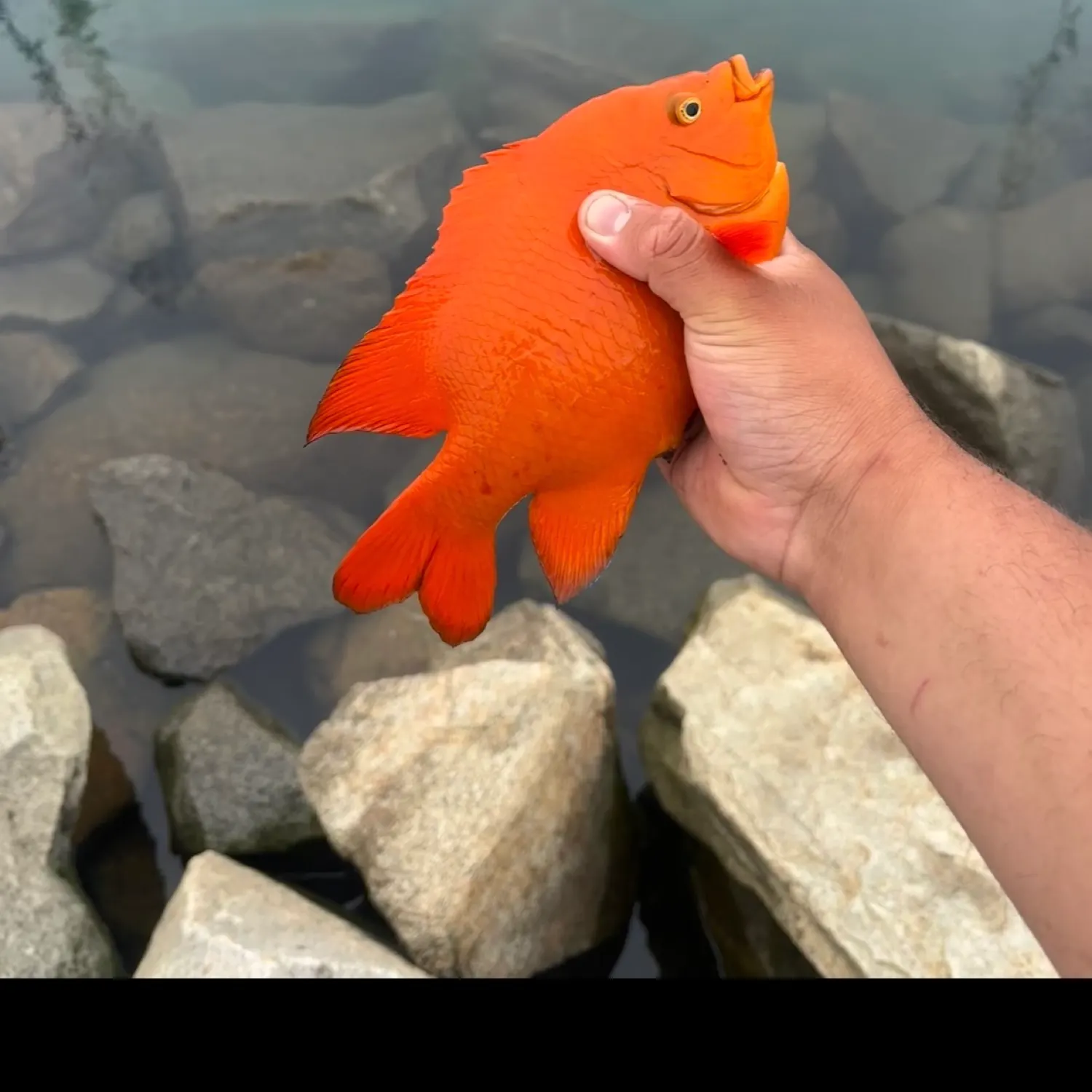 most liked catch image