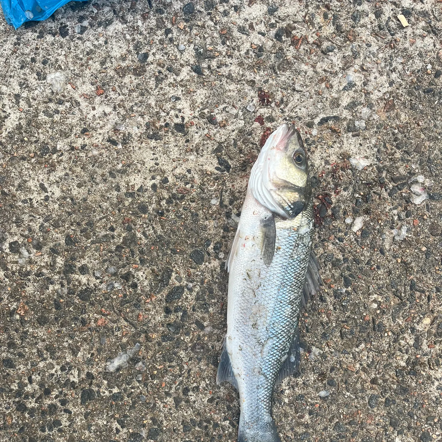 European seabass caught on Fishbrain
