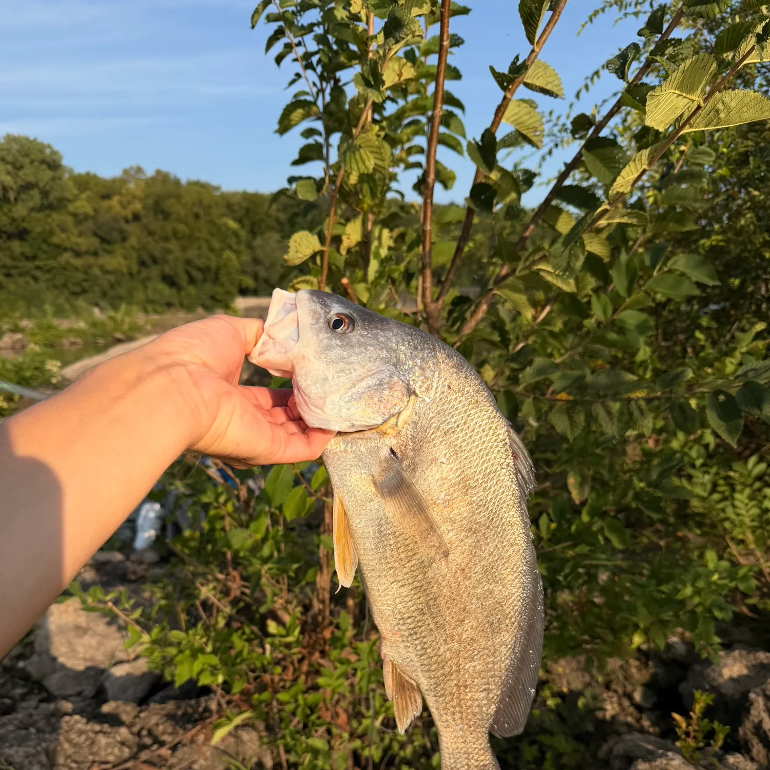 Freshwater drum caught on Fishbrain