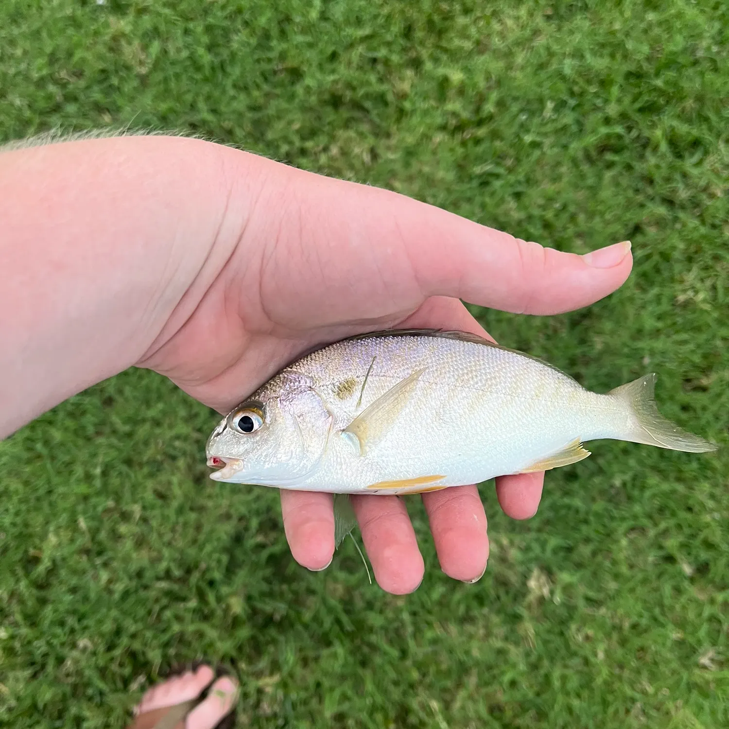 Spot croaker caught on Fishbrain