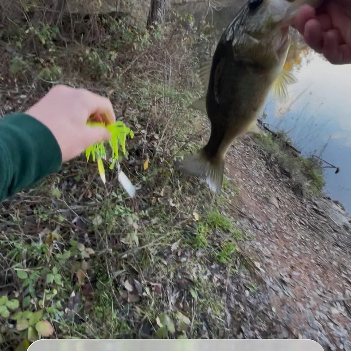 The most recent F1 bass catches on Fishbrain