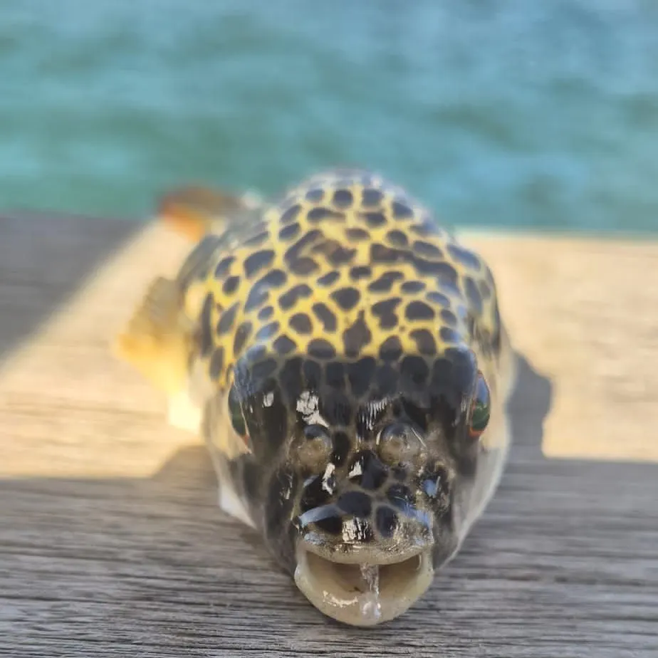 The most recent Smooth toadfish catches on Fishbrain