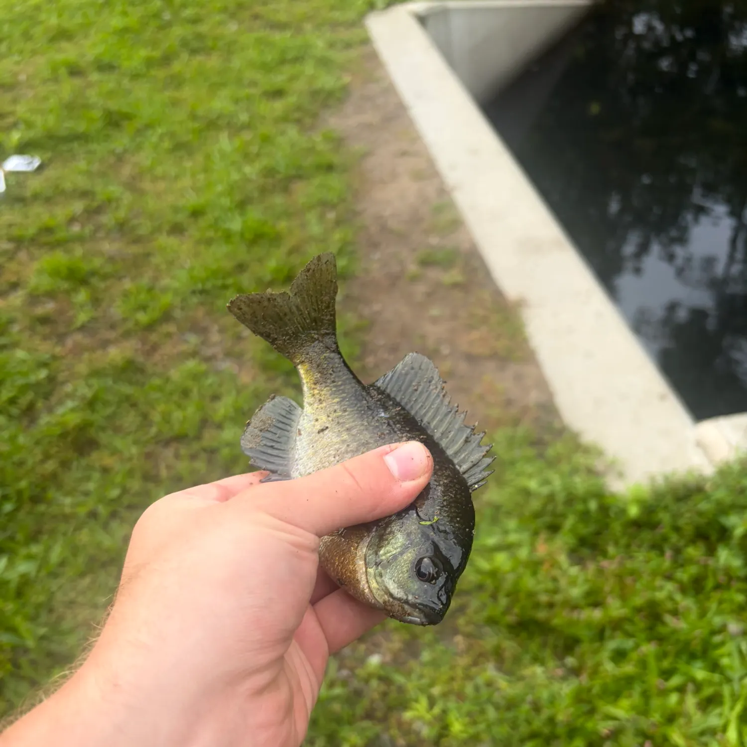 Bluegill caught on Fishbrain