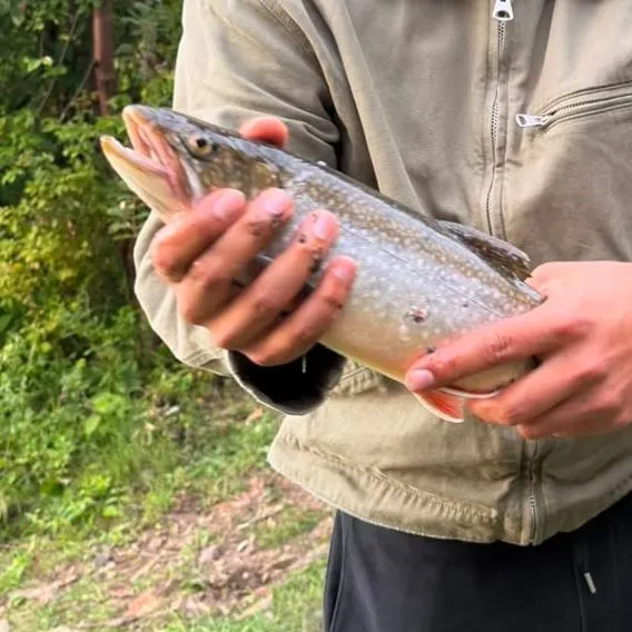 Lake char caught on Fishbrain
