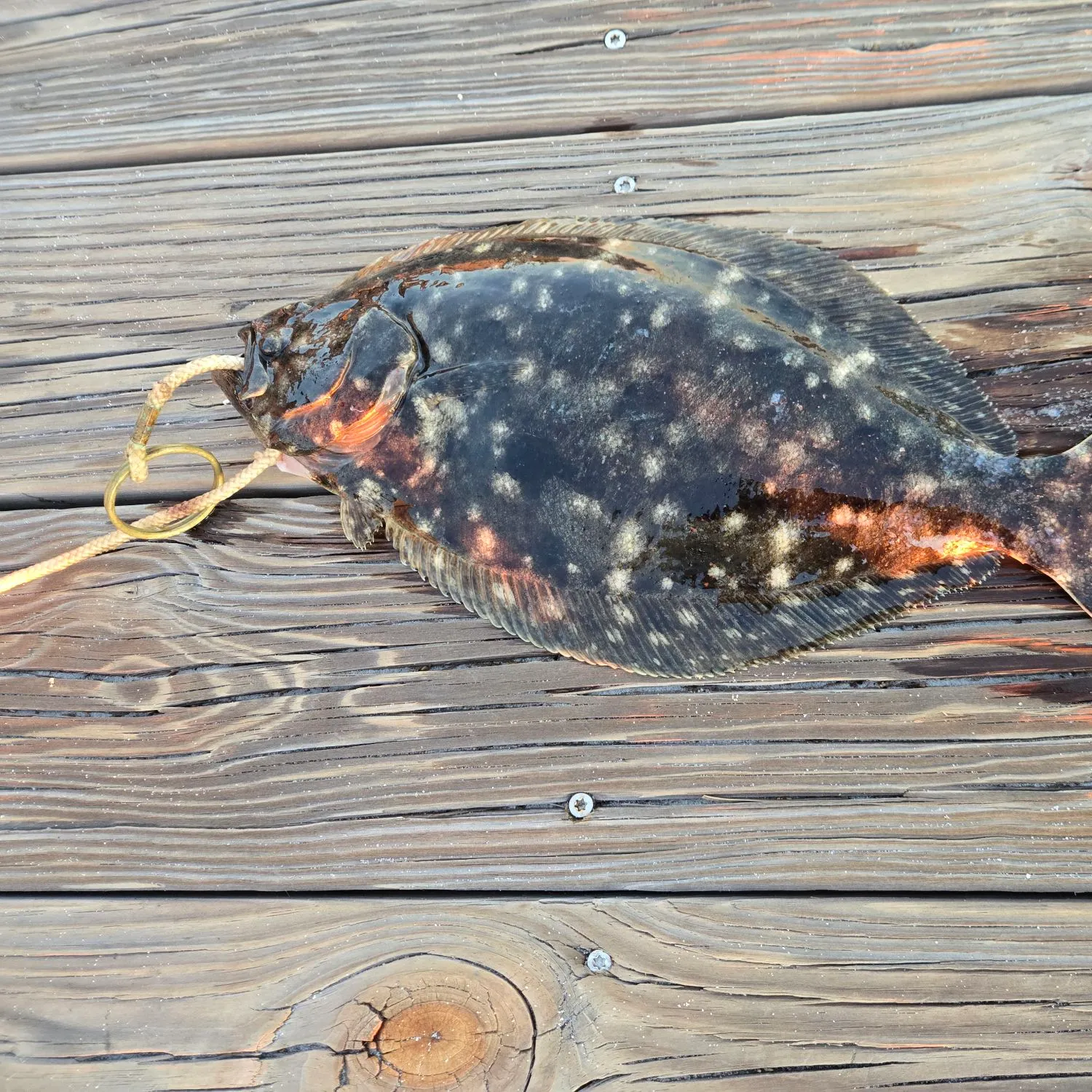 Summer flounder caught on Fishbrain
