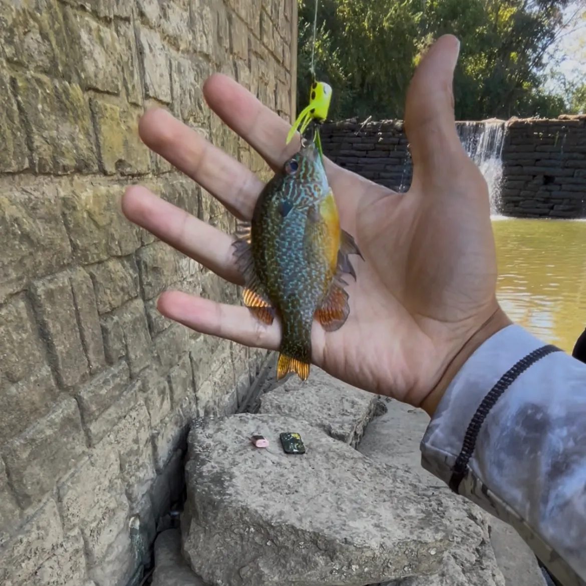 The most recent Pumpkinseed x green sunfish catches on Fishbrain
