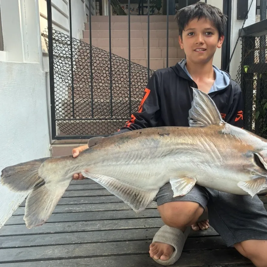 The most recent Mekong giant catfish catches on Fishbrain