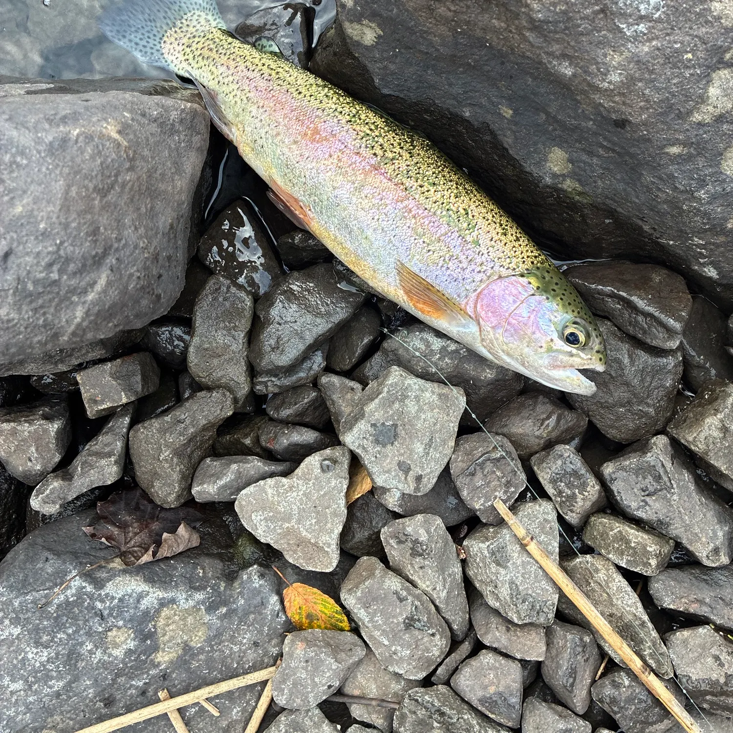 Rainbow trout caught on Fishbrain