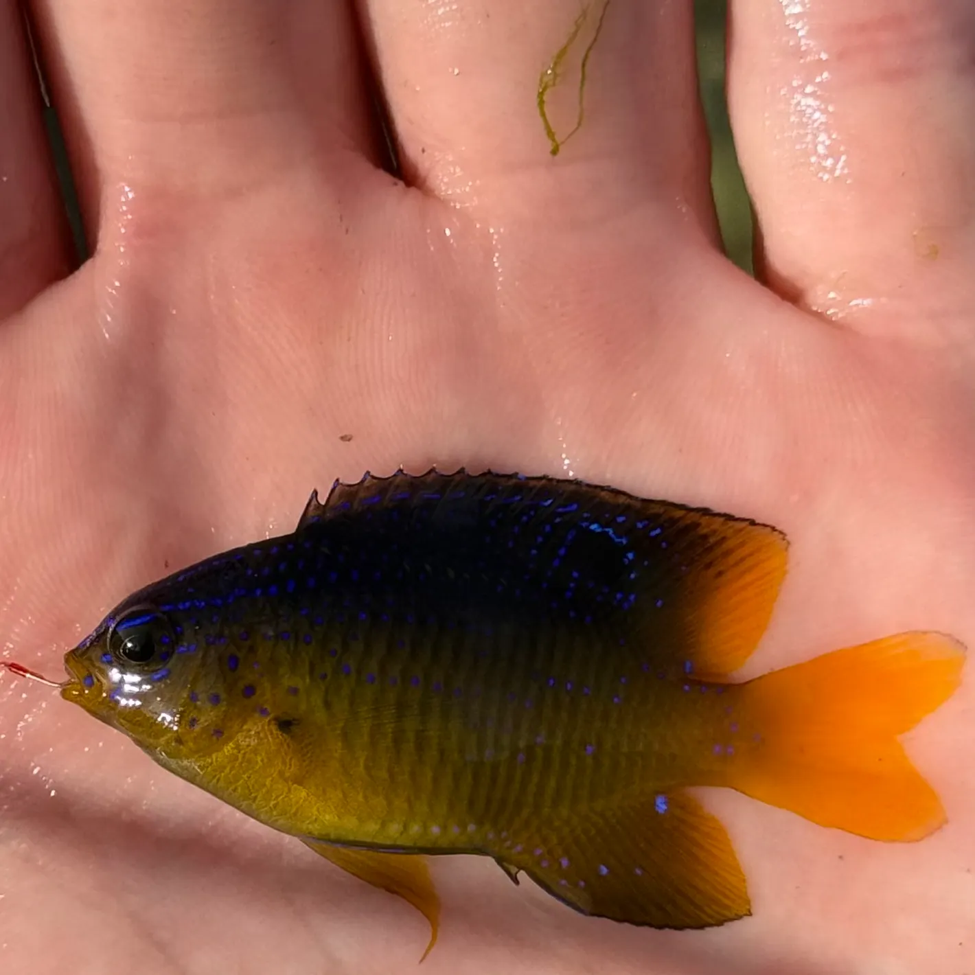 The most recent Beaugregory catches on Fishbrain