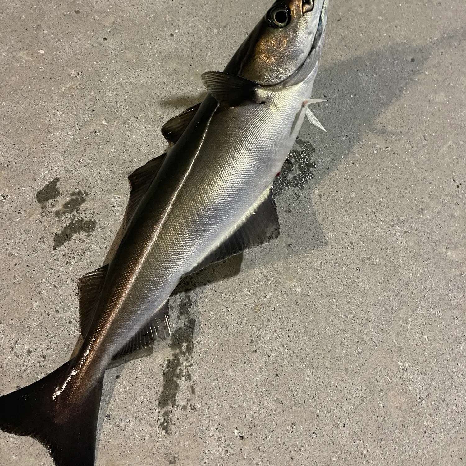 Atlantic pollock caught on Fishbrain