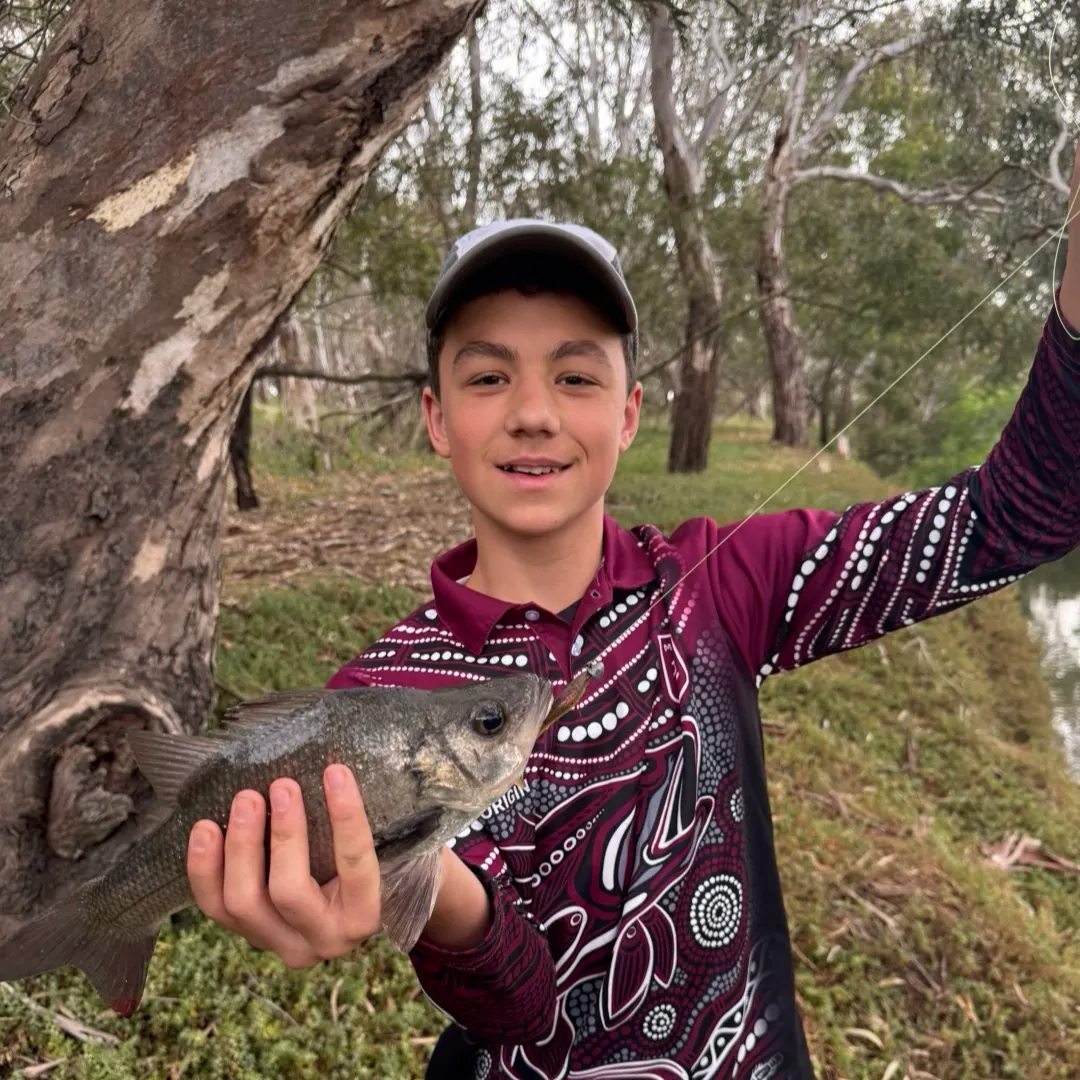 The most recent Golden perch catches on Fishbrain