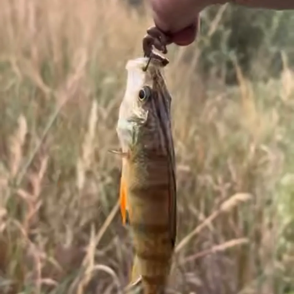 Yellow perch caught on Fishbrain