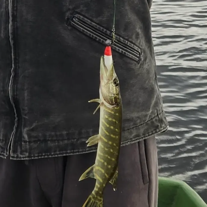 Northern pike caught on Fishbrain