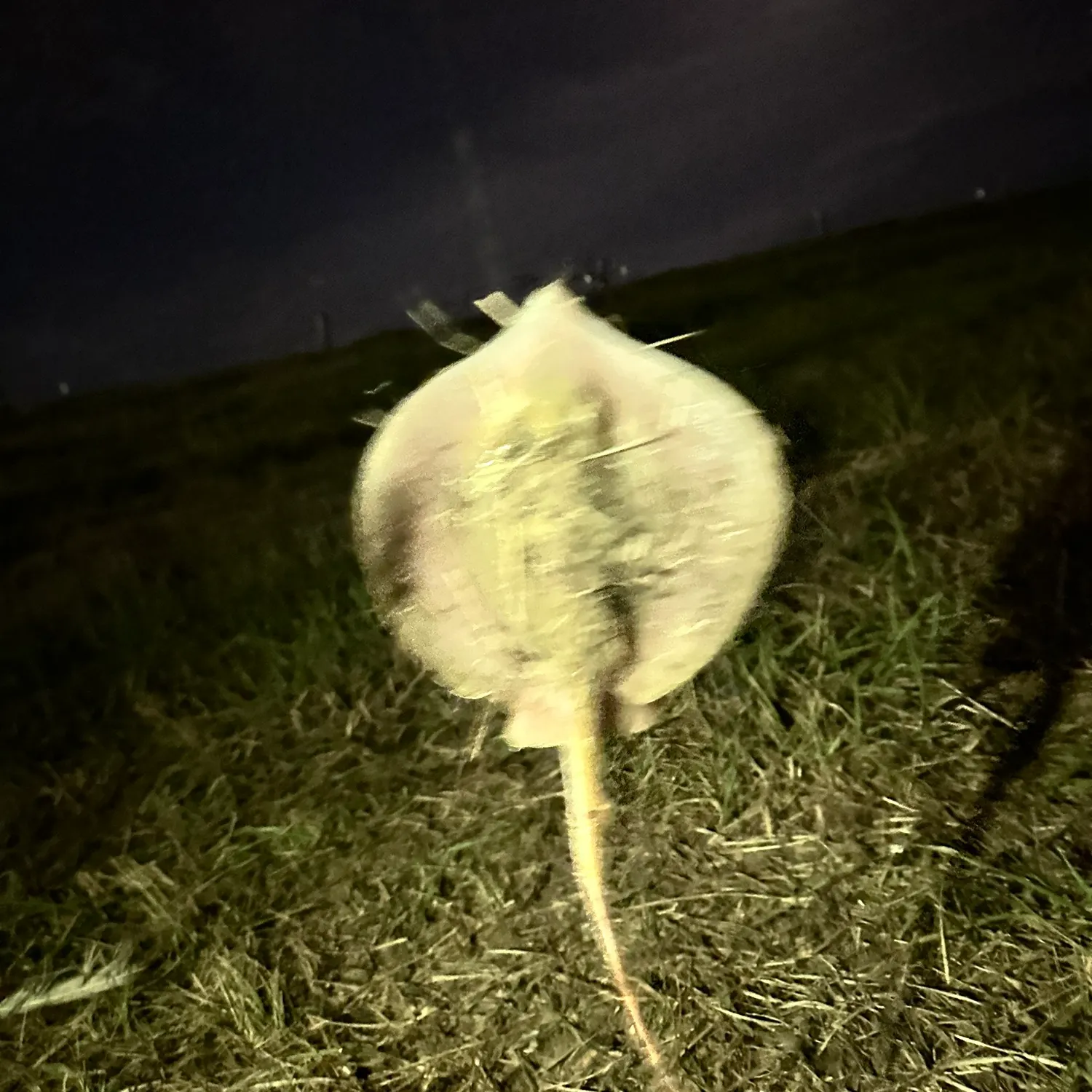 Atlantic stingray caught on Fishbrain