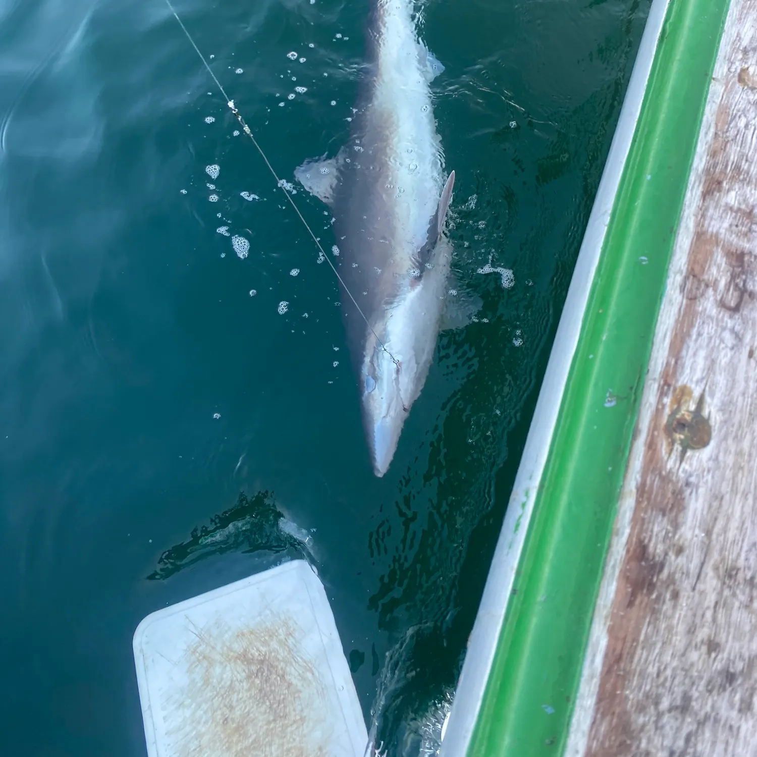 The most recent Tope shark catches on Fishbrain