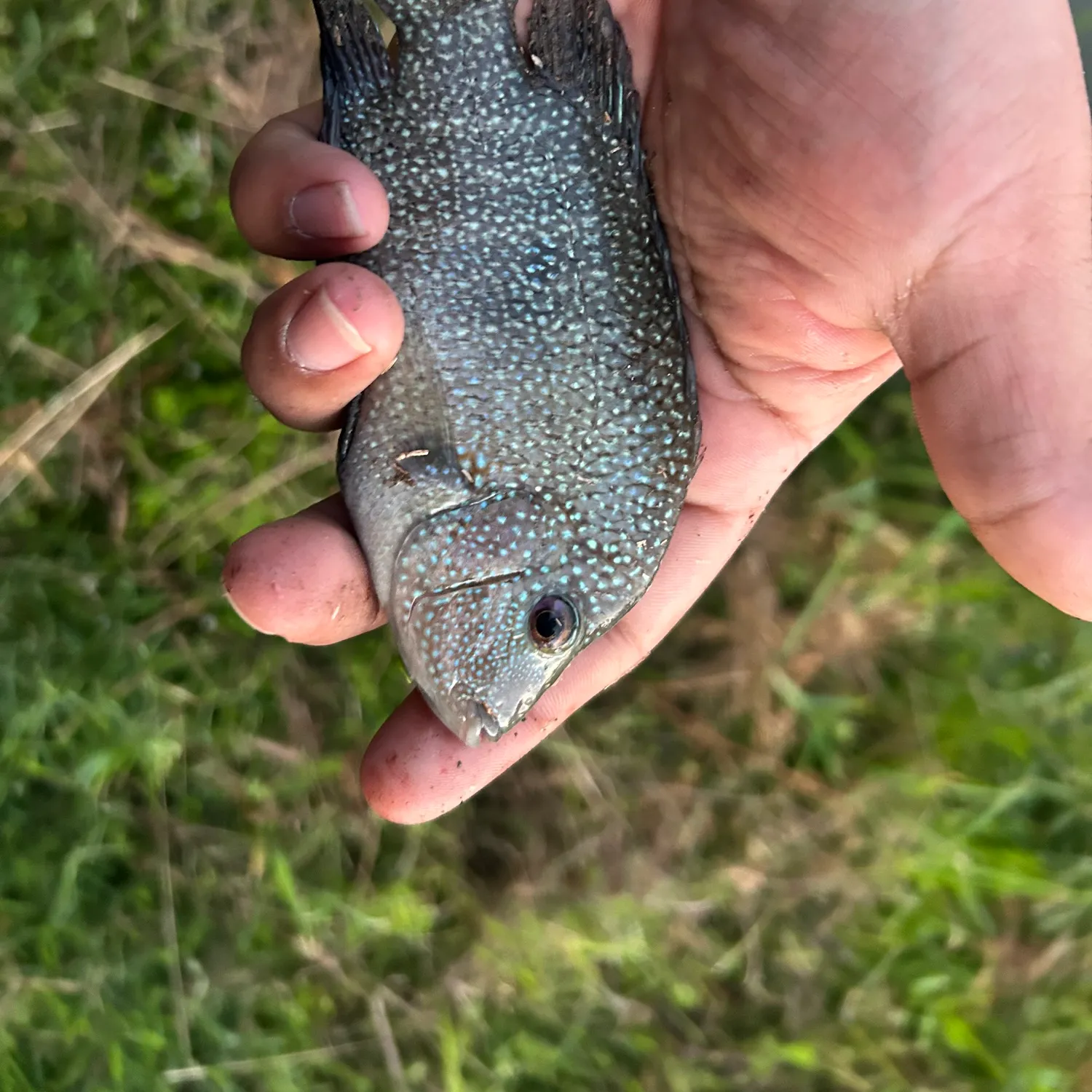 Rio Grande cichlid caught on Fishbrain