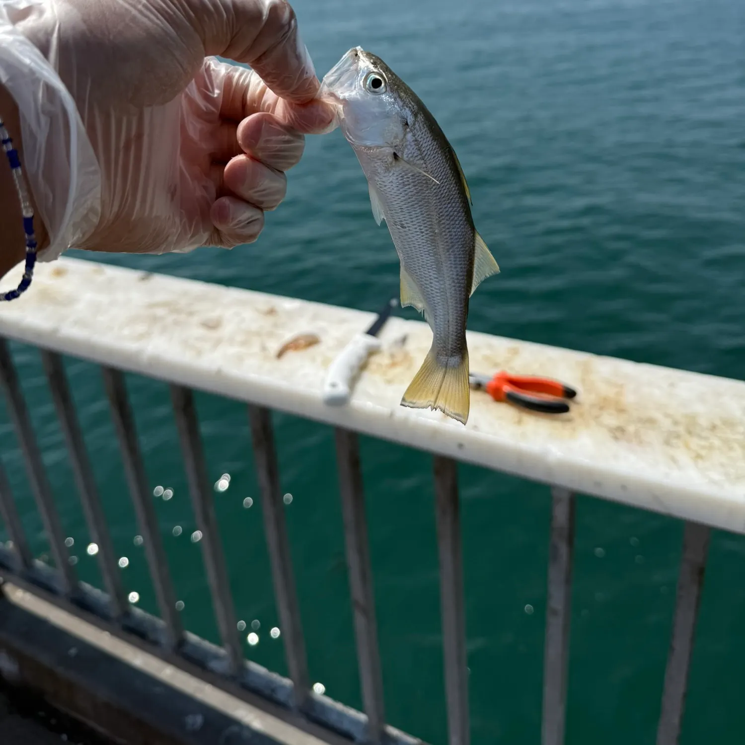 The most recent Pacific herring catches on Fishbrain