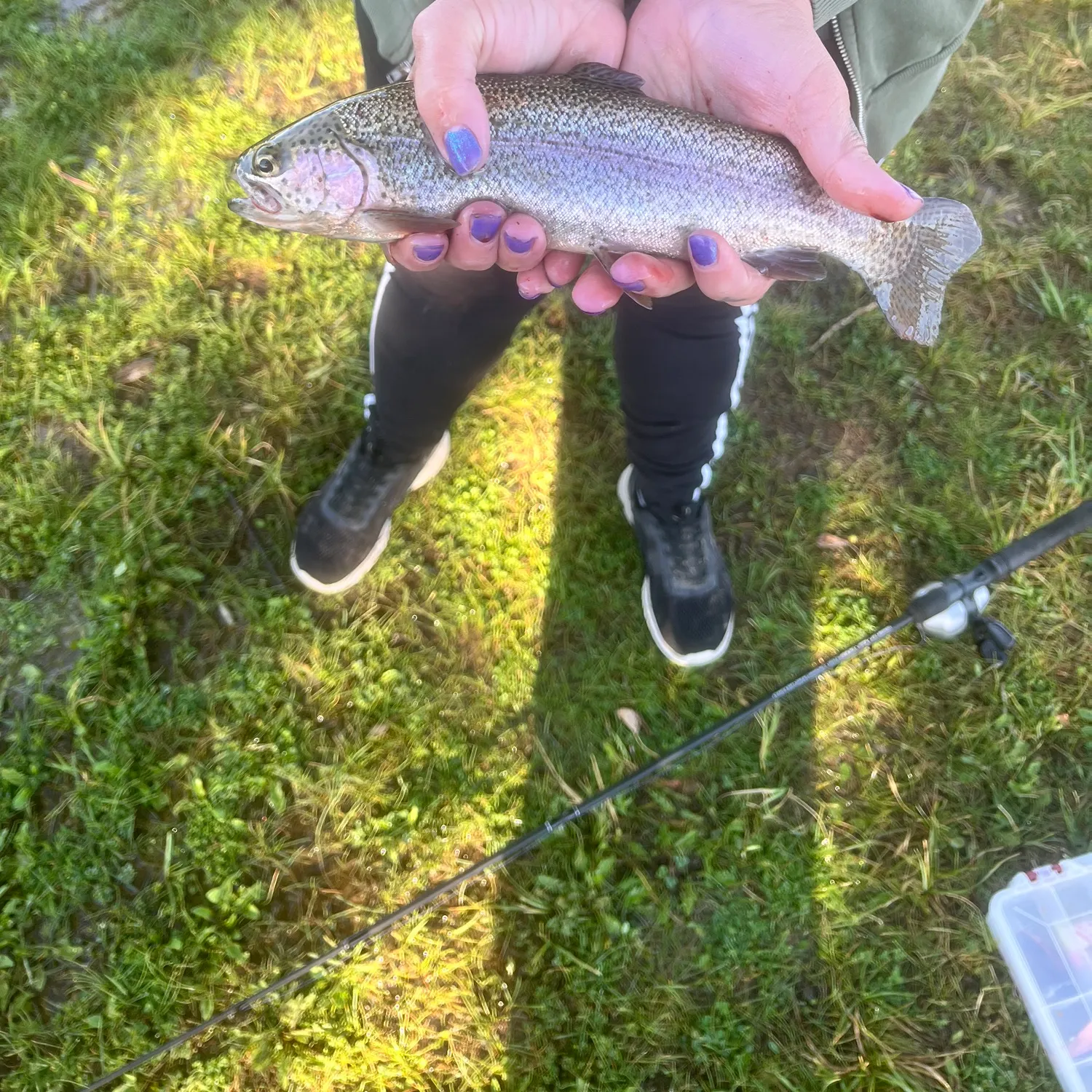 Rainbow trout caught on Fishbrain