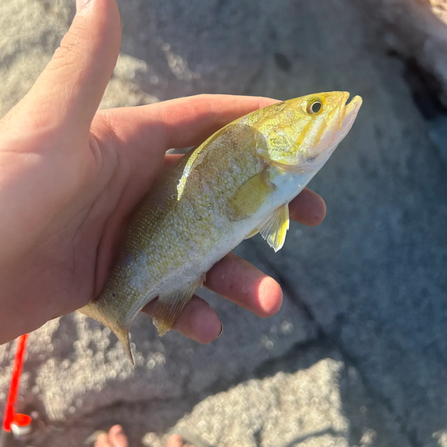 The most recent Smallmouth bass catches on Fishbrain