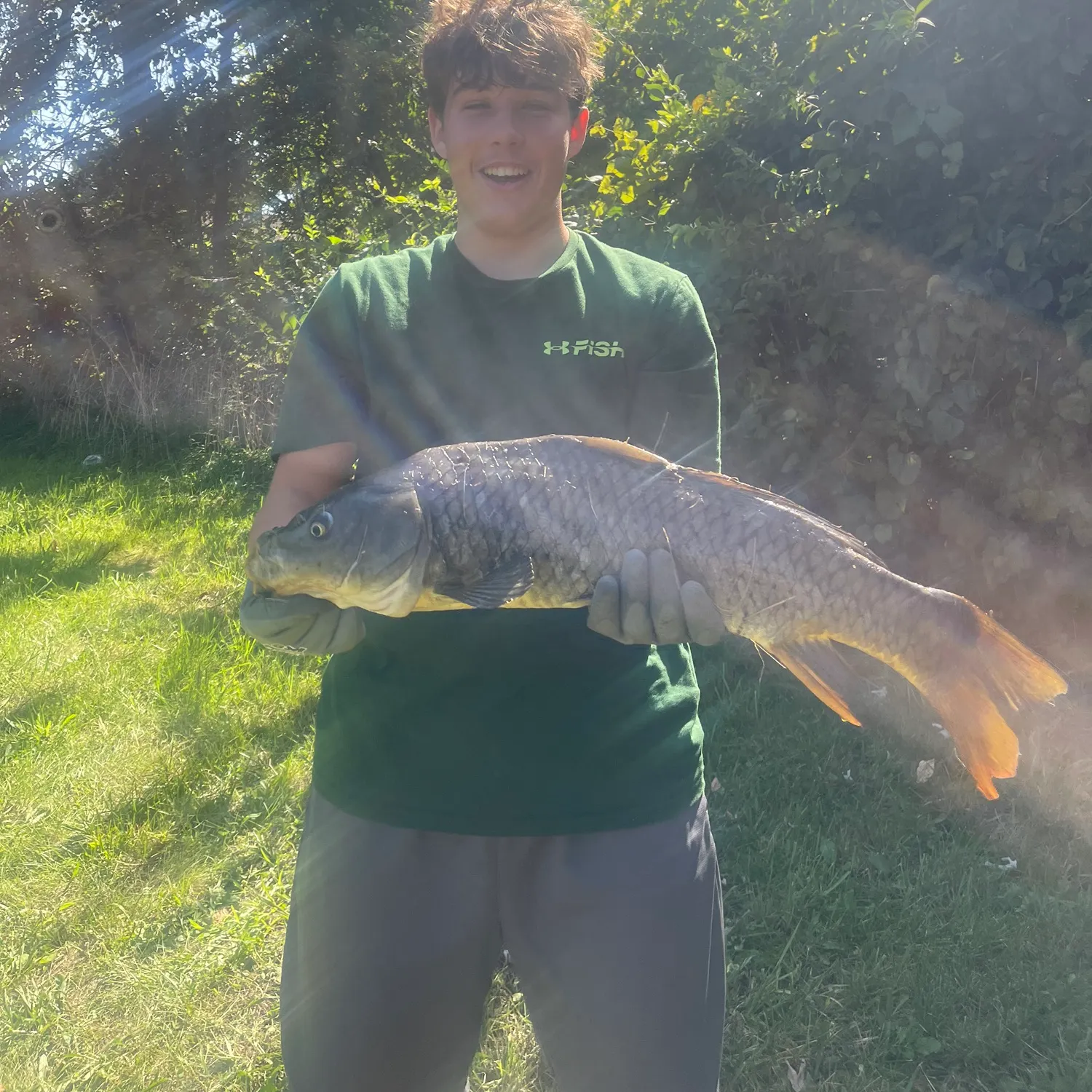 Common carp caught on Fishbrain