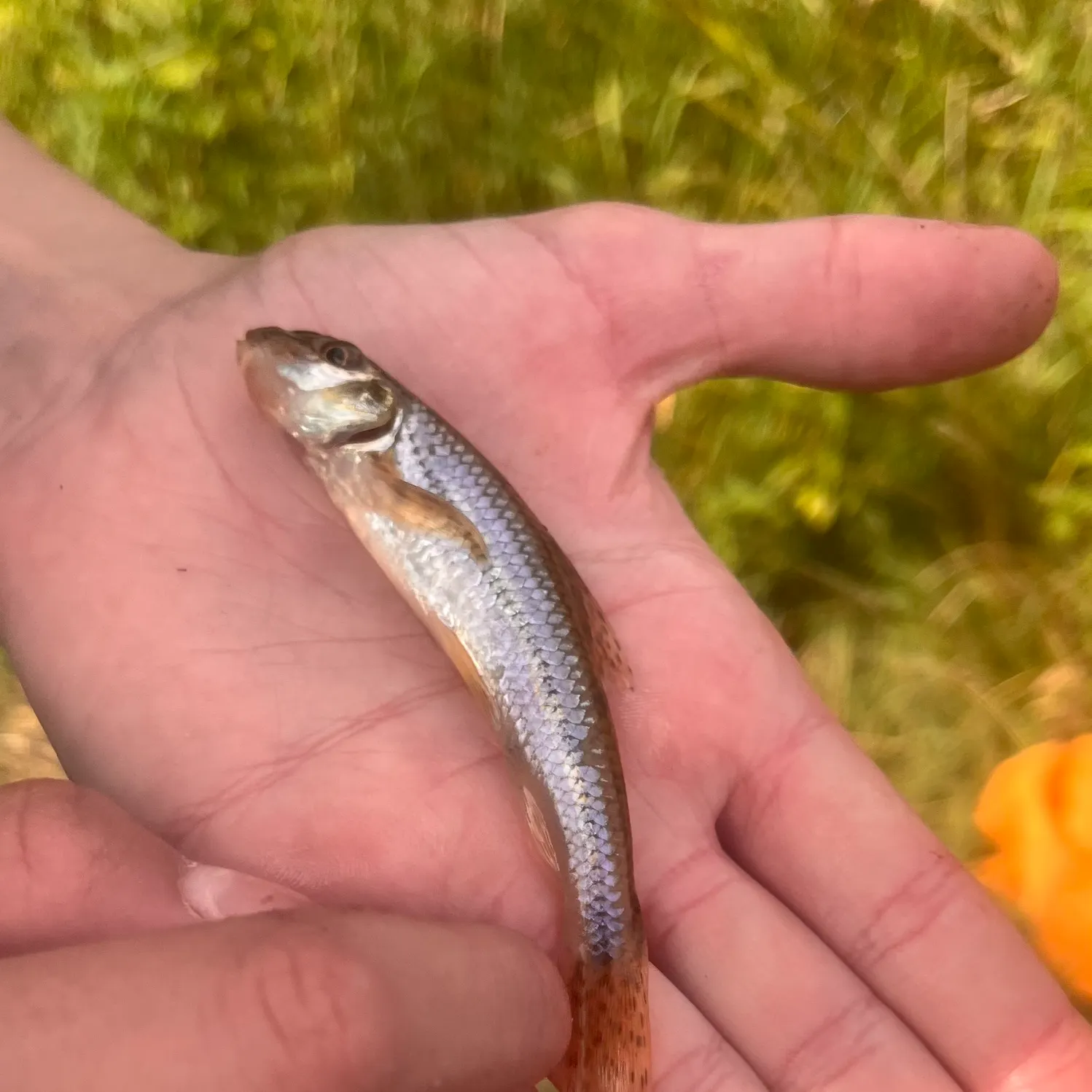 The most recent Gudgeon catches on Fishbrain