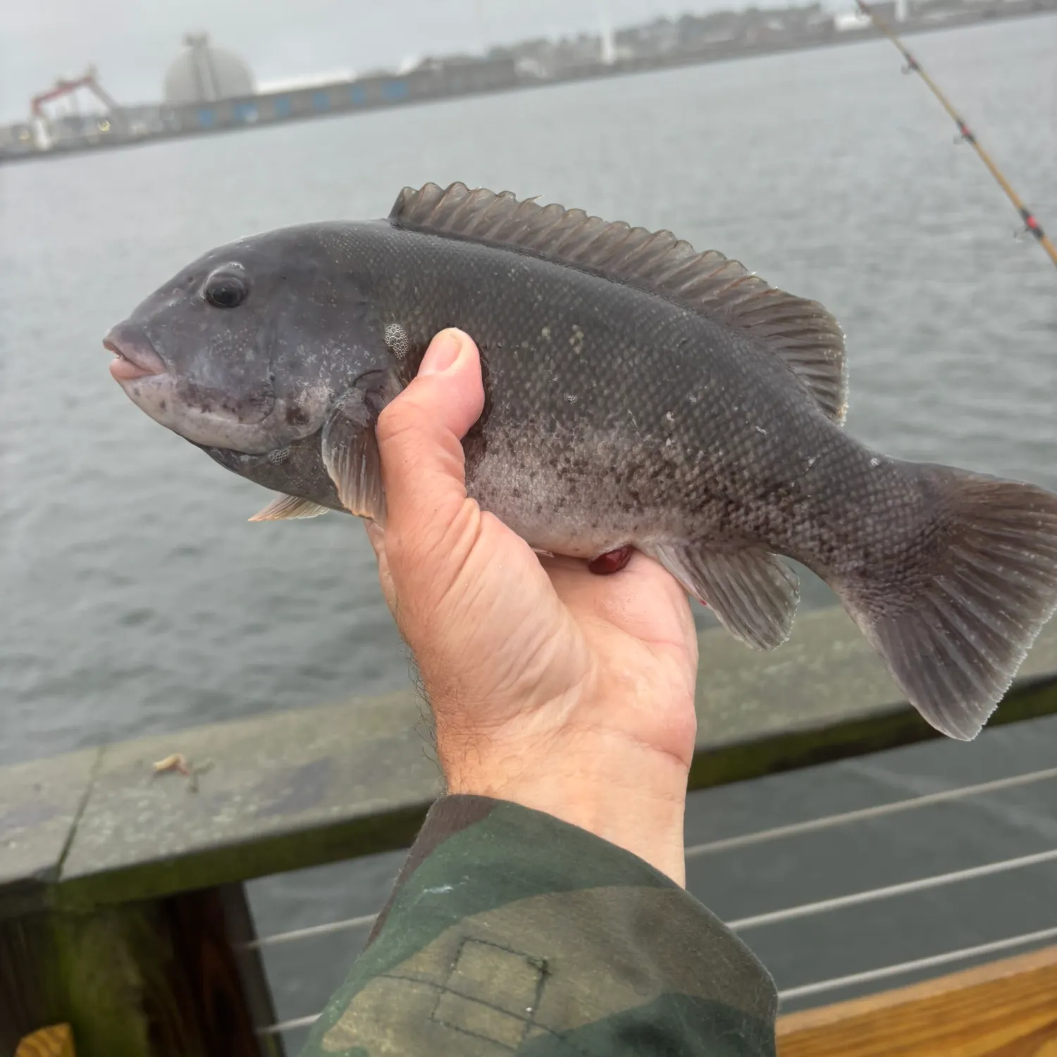 Tautog caught on Fishbrain