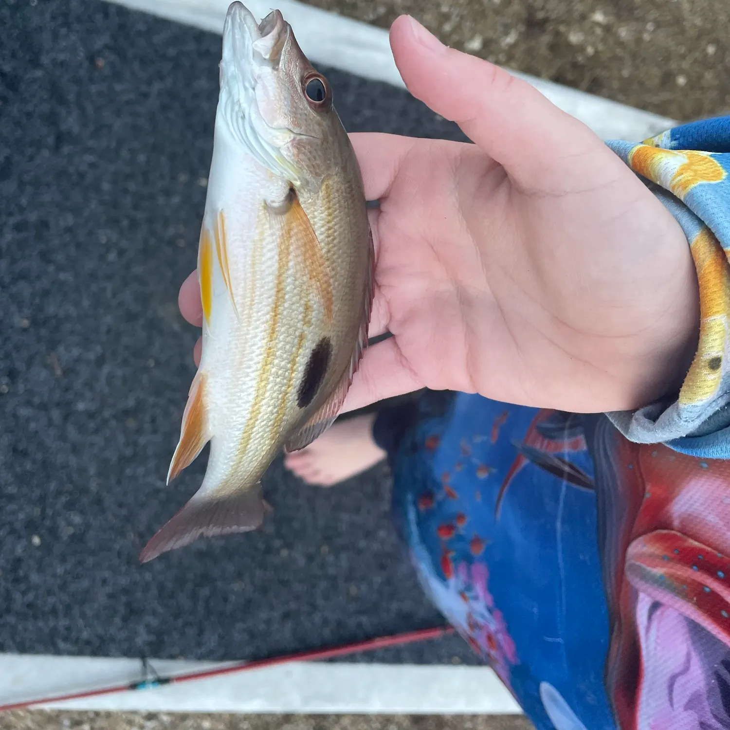 The most recent Moses perch catches on Fishbrain