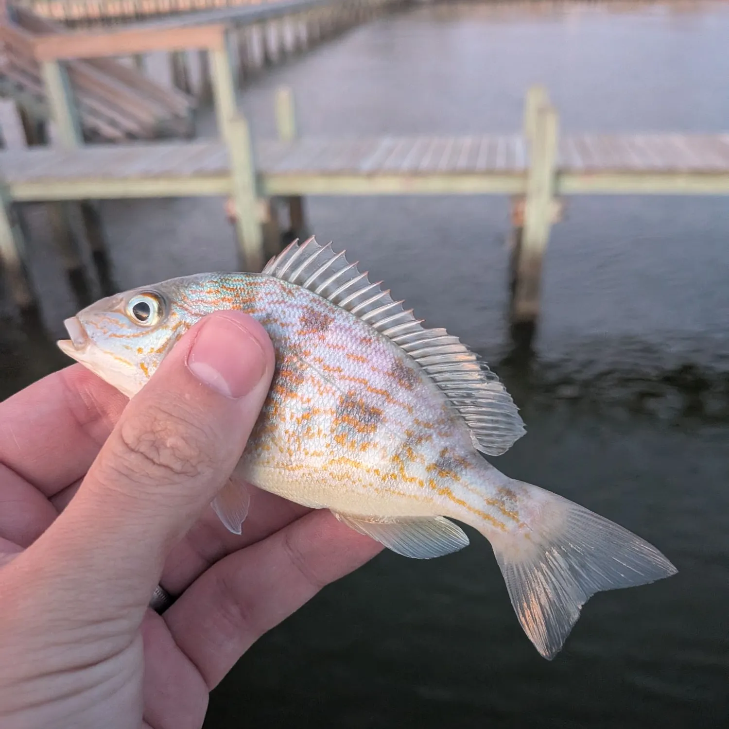 Pigfish caught on Fishbrain