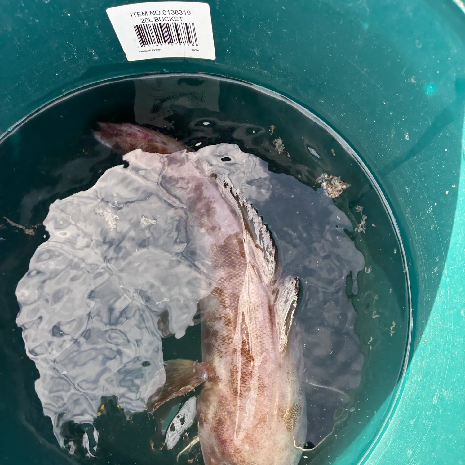 Lingcod caught on Fishbrain