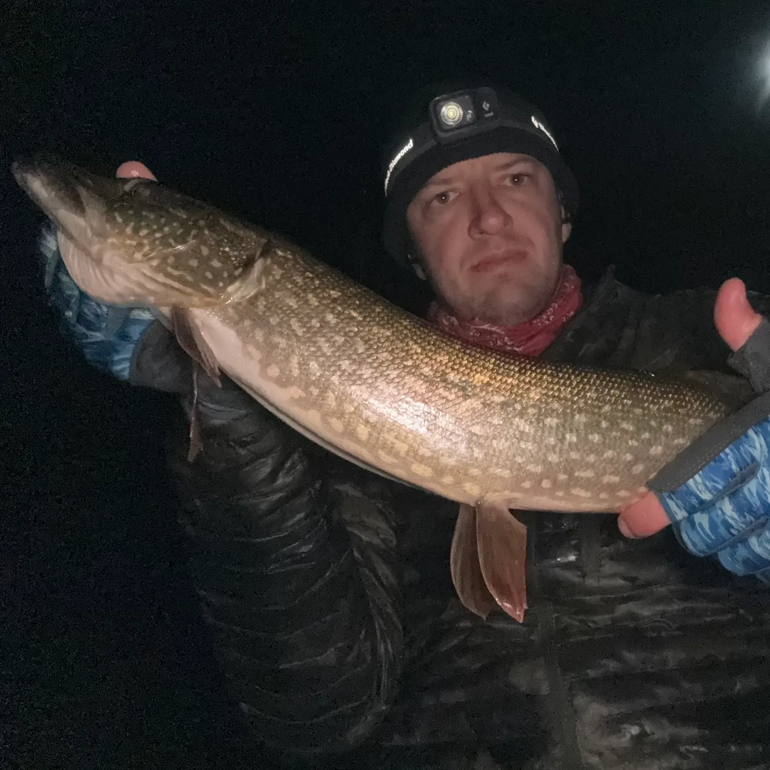Northern pike caught on Fishbrain