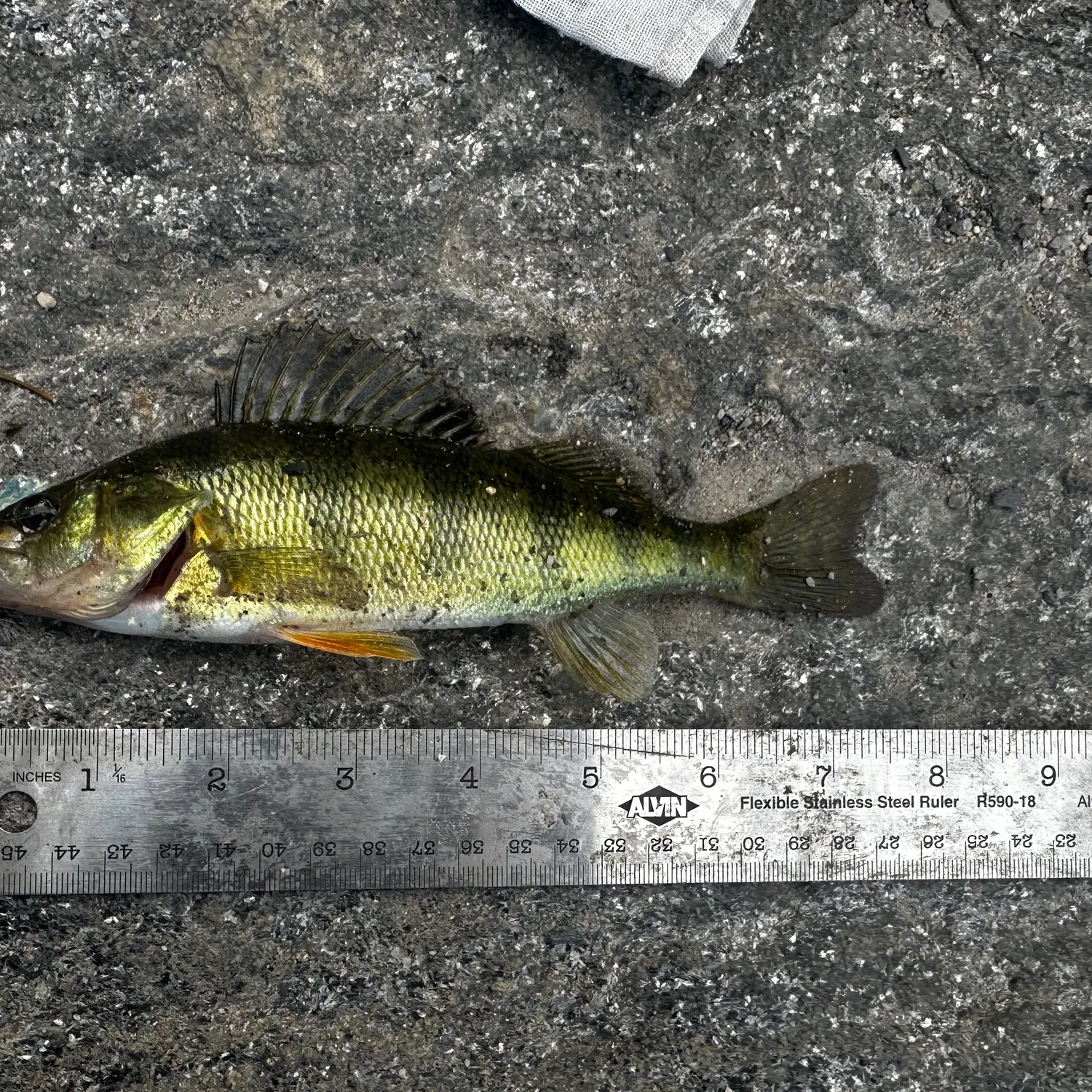 Yellow perch caught on Fishbrain