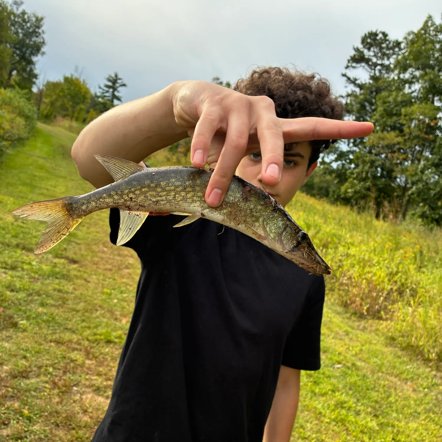 Chain pickerel caught on Fishbrain