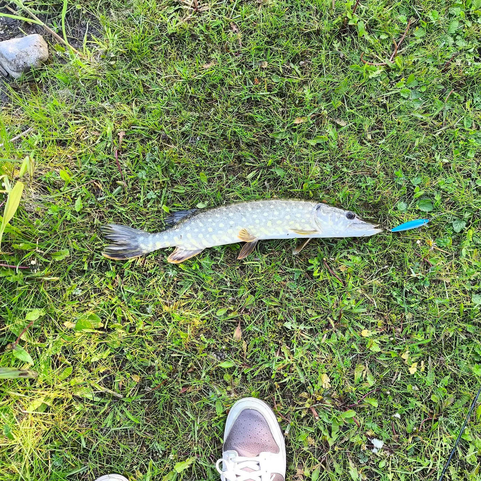 most liked catch image