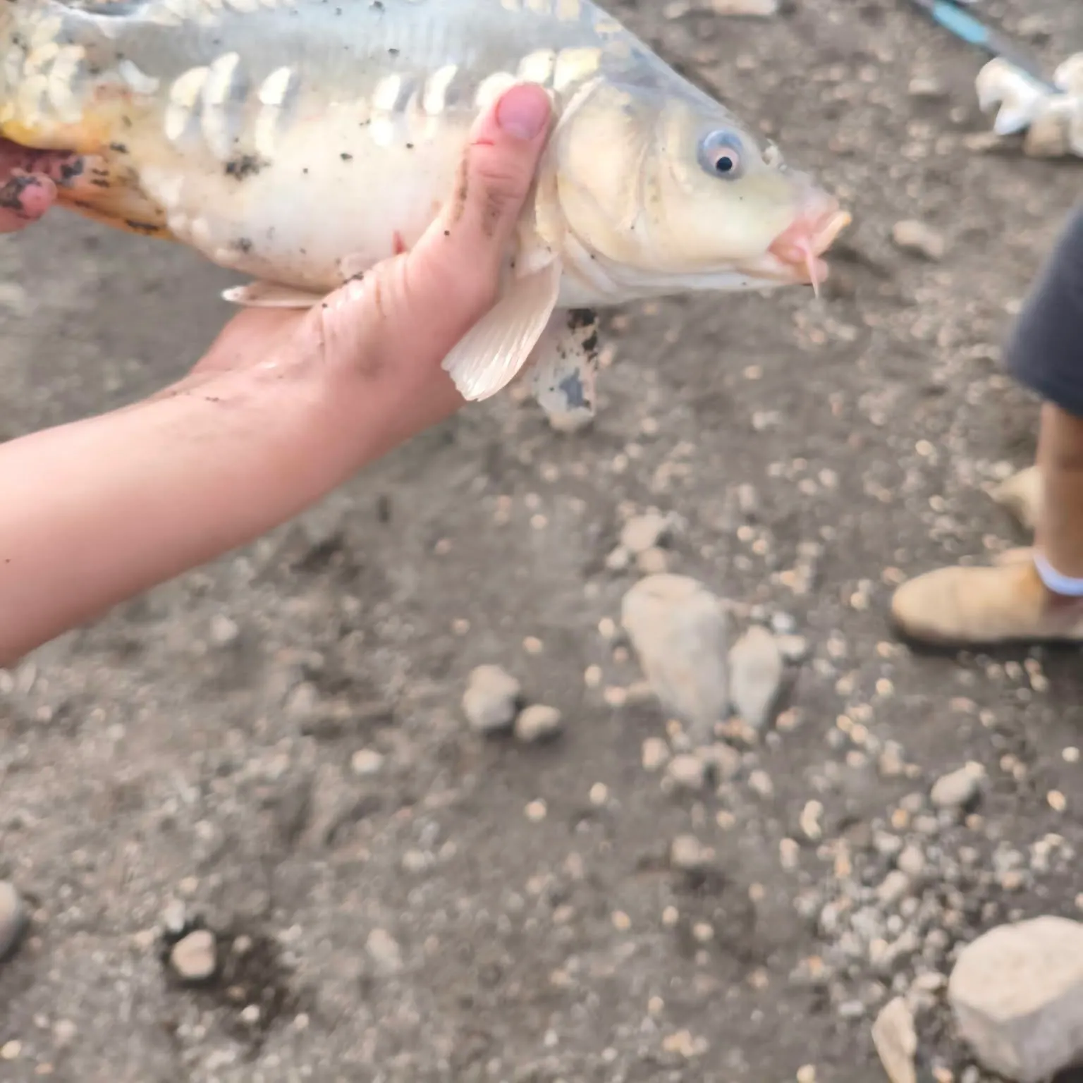 Mirror carp caught on Fishbrain