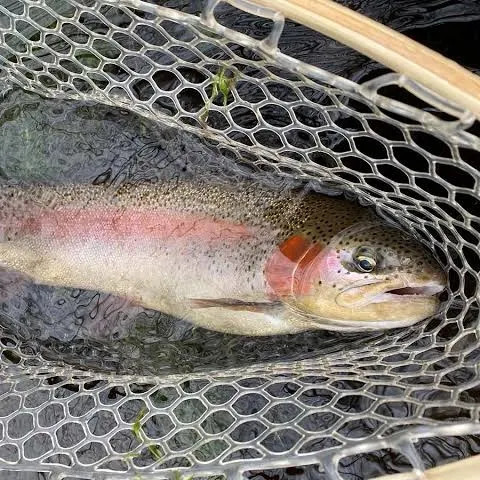 Rainbow trout caught on Fishbrain