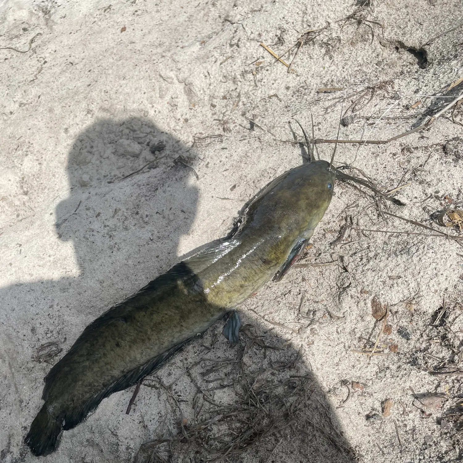 The most recent Walking catfish catches on Fishbrain