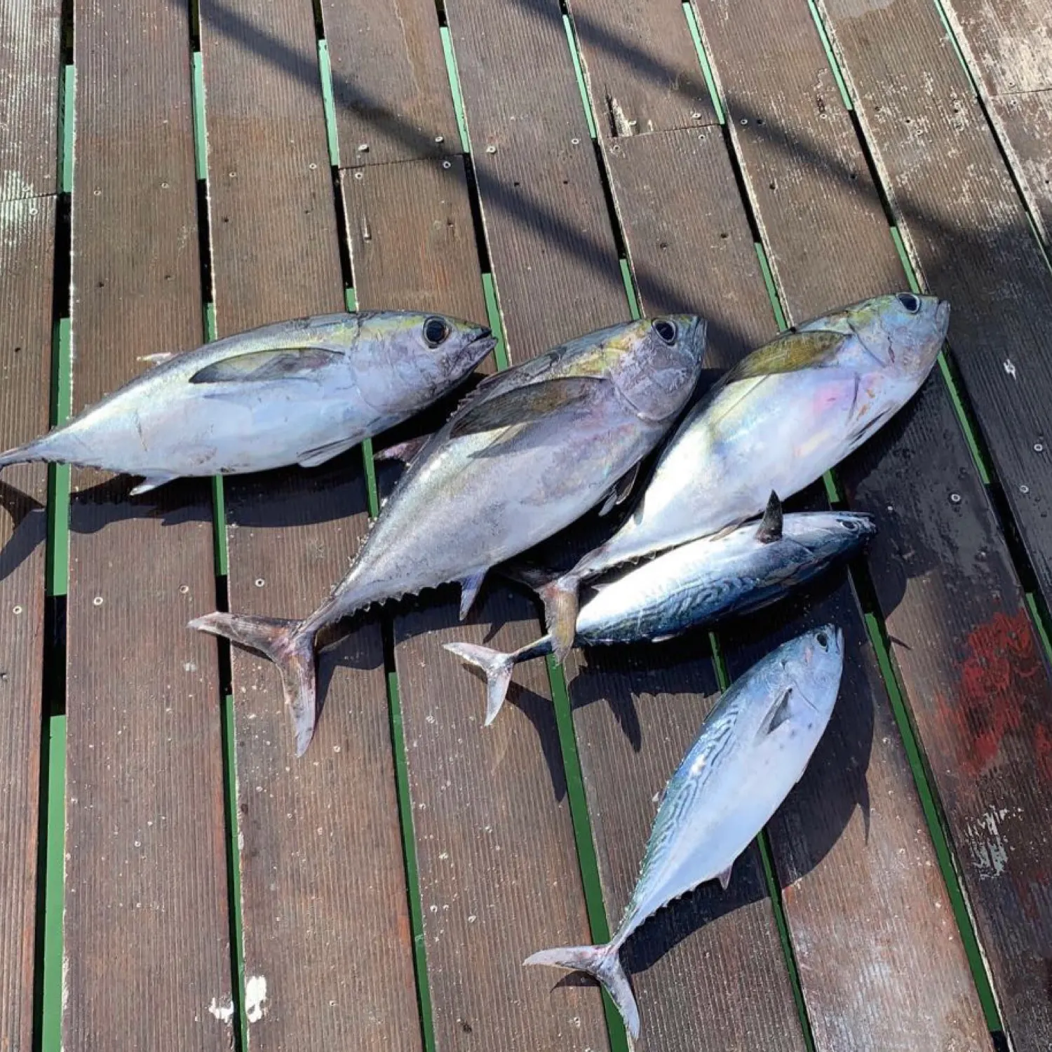 The most recent Plain bonito catches on Fishbrain