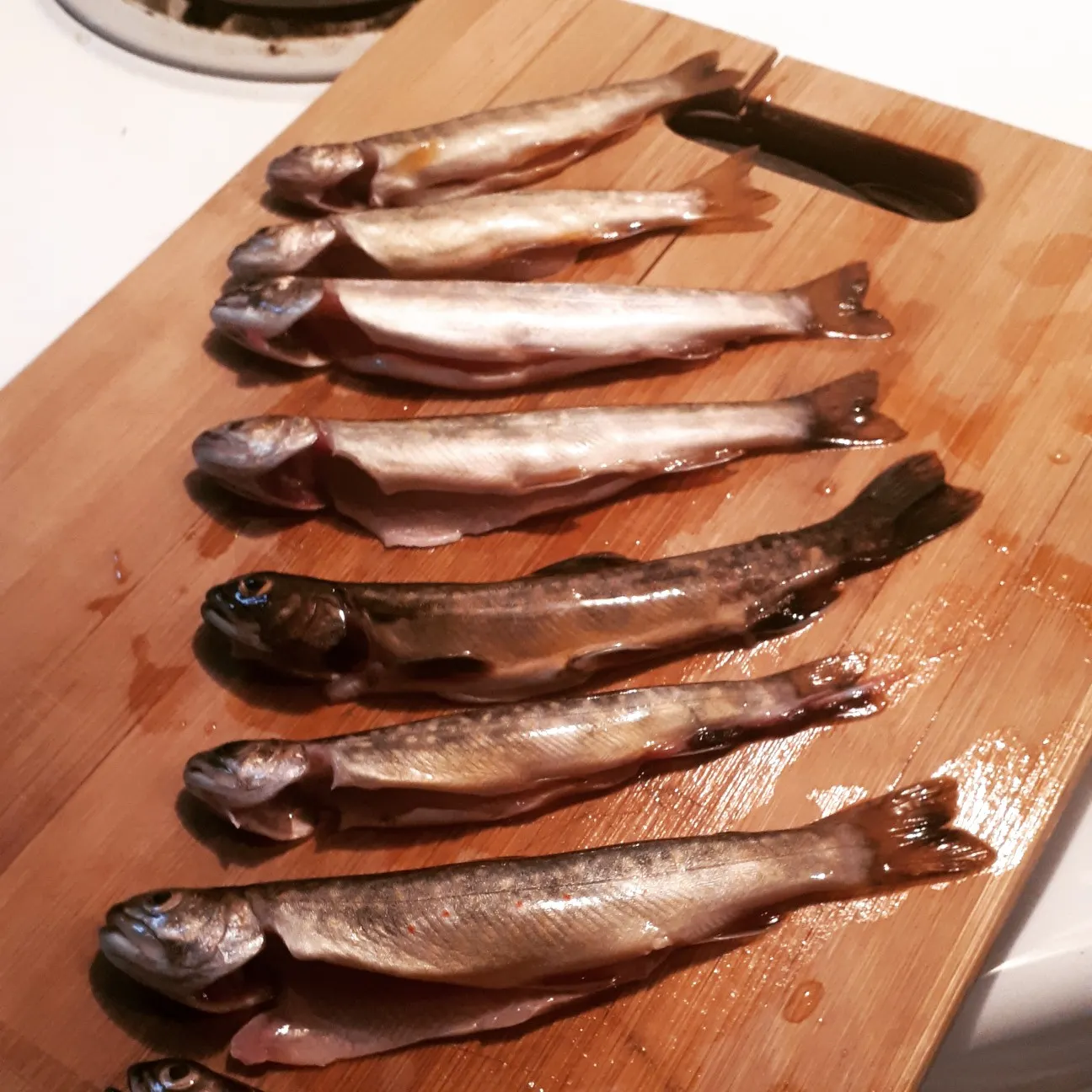 recently logged catches