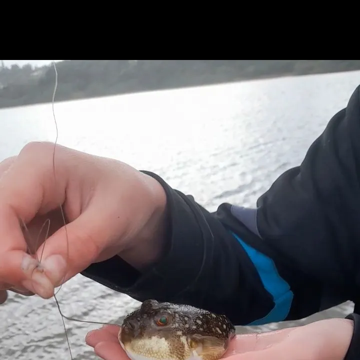 The most recent Evileye pufferfish catches on Fishbrain
