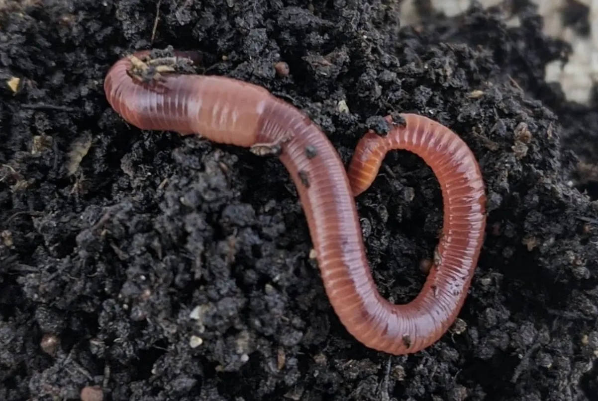 Redworm